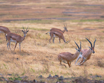 Several running specimens of thompson gazelle in the grassland of ngorongoro .  tanzania. africa