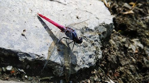 Close-up of insect on rock