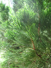 Close-up of pine tree