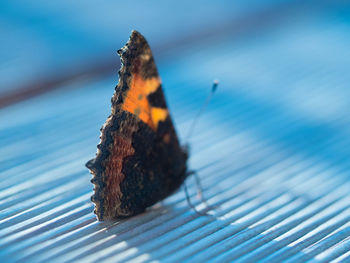 Close-up of butterfly on metal