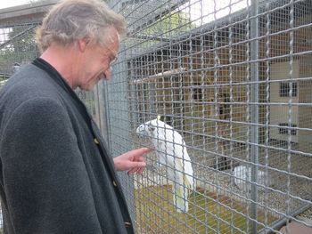 Side view of smiling mature man touching cockatoo in cage at zoo