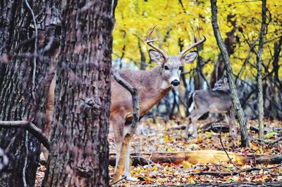 Portrait of deer standing by tree trunk