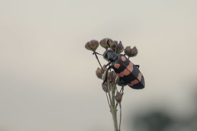 Close-up of wilted flower
