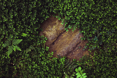 High angle view of small tree in forest