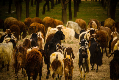 Flock of sheep in a field