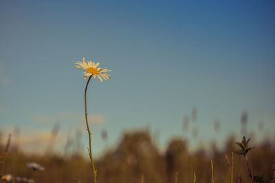 Close-up of flowering plant against sky