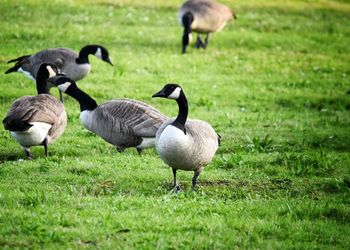 Ducks on field