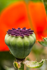 Close-up of orange poppy flower