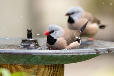 Close-up of birds perching on wet floor