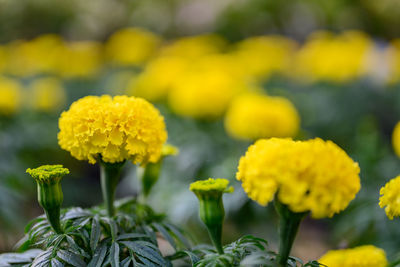 Close-up of yellow flowering plants