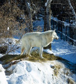animal