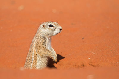 Cape ground squirrel xerus inauris, kalahari desert, namibia