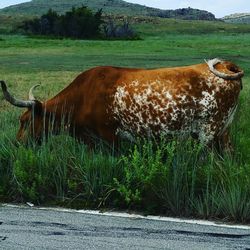 Side view of cow on field