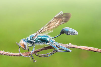 Close-up of insect on twig