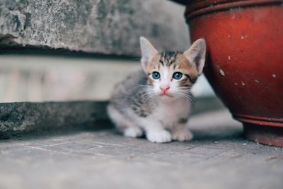 Portrait of kitten on floor