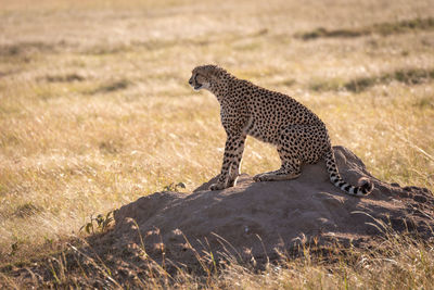 Cheetah sitting on rock in zoo