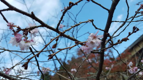 Close-up of cherry blossoms in spring