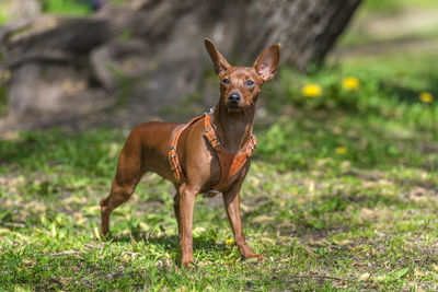 Portrait of dog standing on field