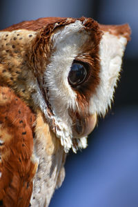 Close-up of barn owl looking away