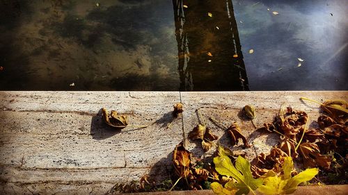 Close-up of insect on water