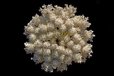 Close-up of flower against black background