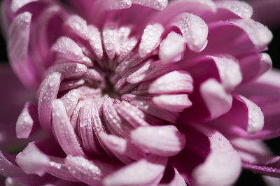 Close-up of pink rose flower