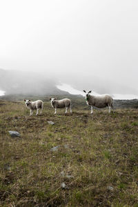 Sheep on field against clear sky