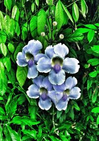 Close-up of purple flowers