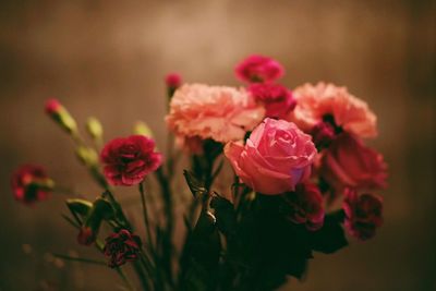 Close-up of pink roses