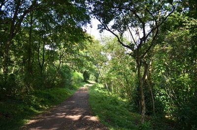 Footpath amidst trees in forest