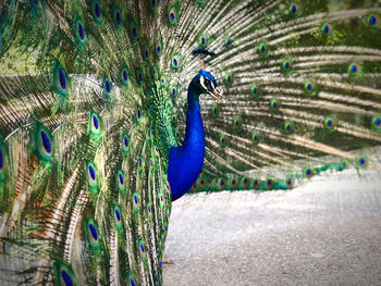 Close-up of peacock