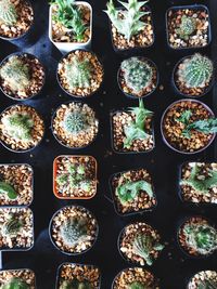 Full frame shot of cactus plants