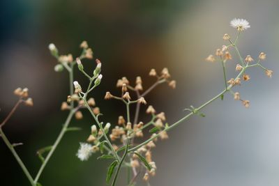 Close-up of flowering plant