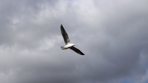 Low angle view of bird flying against sky