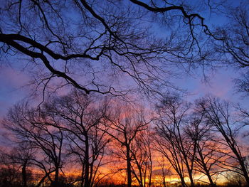 Silhouette of trees at sunset