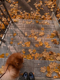 High angle view of cat on autumn leaves