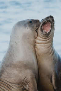 Close-up of sea lion