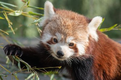 Close-up of red panda