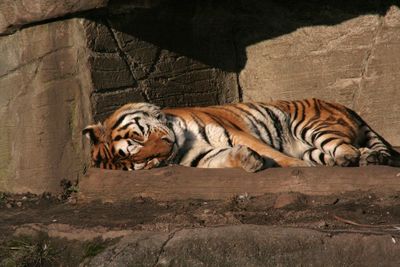 Tiger resting in a zoo