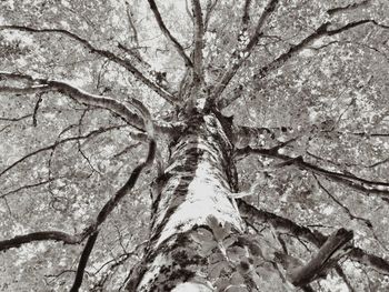 Low angle view of trees against the sky