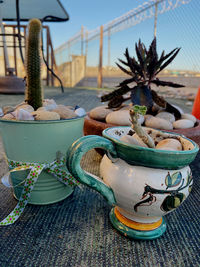 Close-up of succulent plant on table