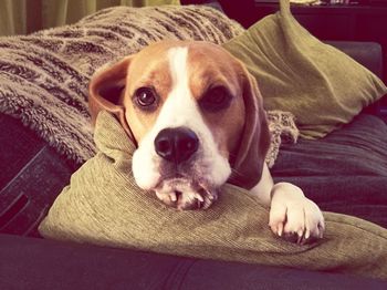 Close-up portrait of dog lying on sofa