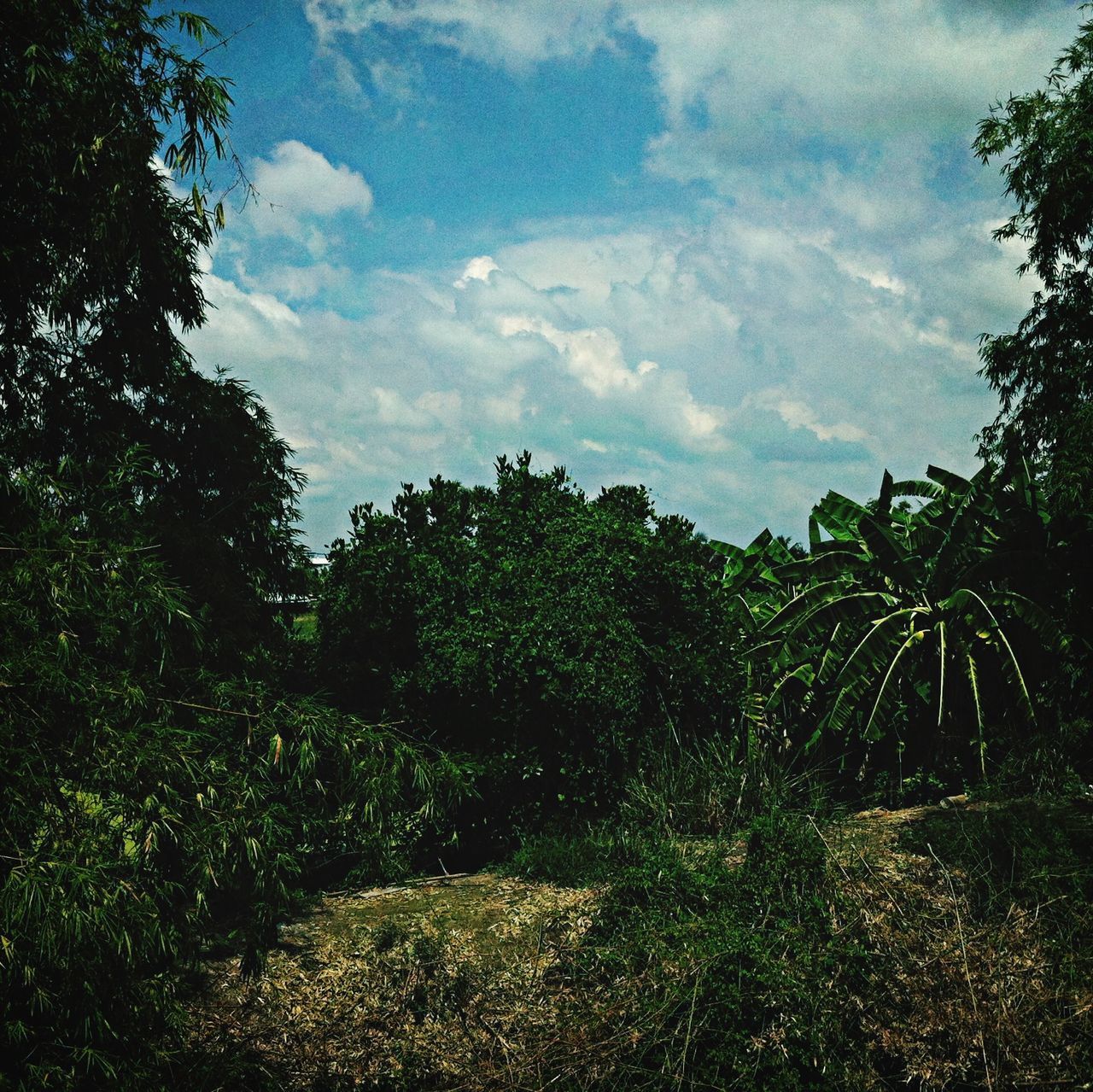 tree, sky, tranquility, growth, tranquil scene, cloud - sky, green color, nature, beauty in nature, grass, scenics, landscape, cloud, plant, field, cloudy, non-urban scene, lush foliage, day, outdoors