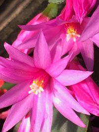 Close-up of pink flowers blooming outdoors