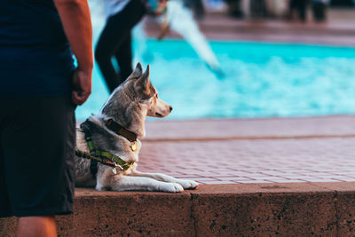 Low section of man with dog sitting by swimming pool