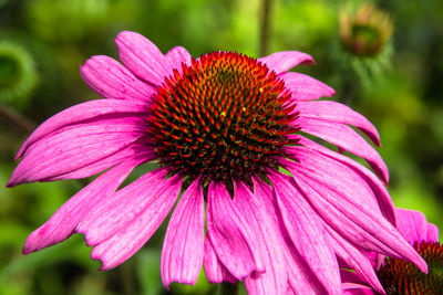 Beautiful pink flower in the garden