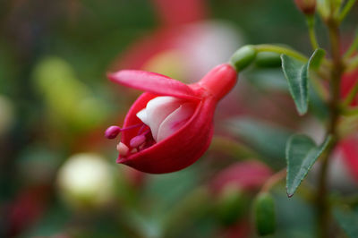 Close-up of red flowering plant