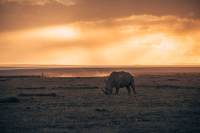 View of elephant on field during sunset