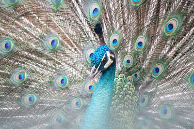 Close-up of peacock head