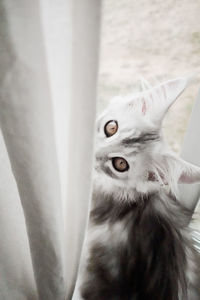 Silver maine coon kitten in curtains